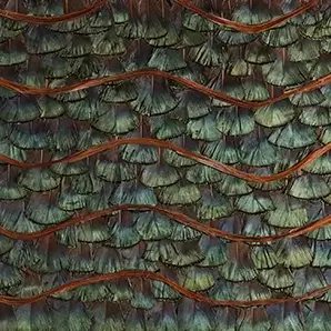 Elegant close-up of the iridescent green and blue-toned organic peacock feathers detail, overlapping in rows and accented by wavy brown lines.