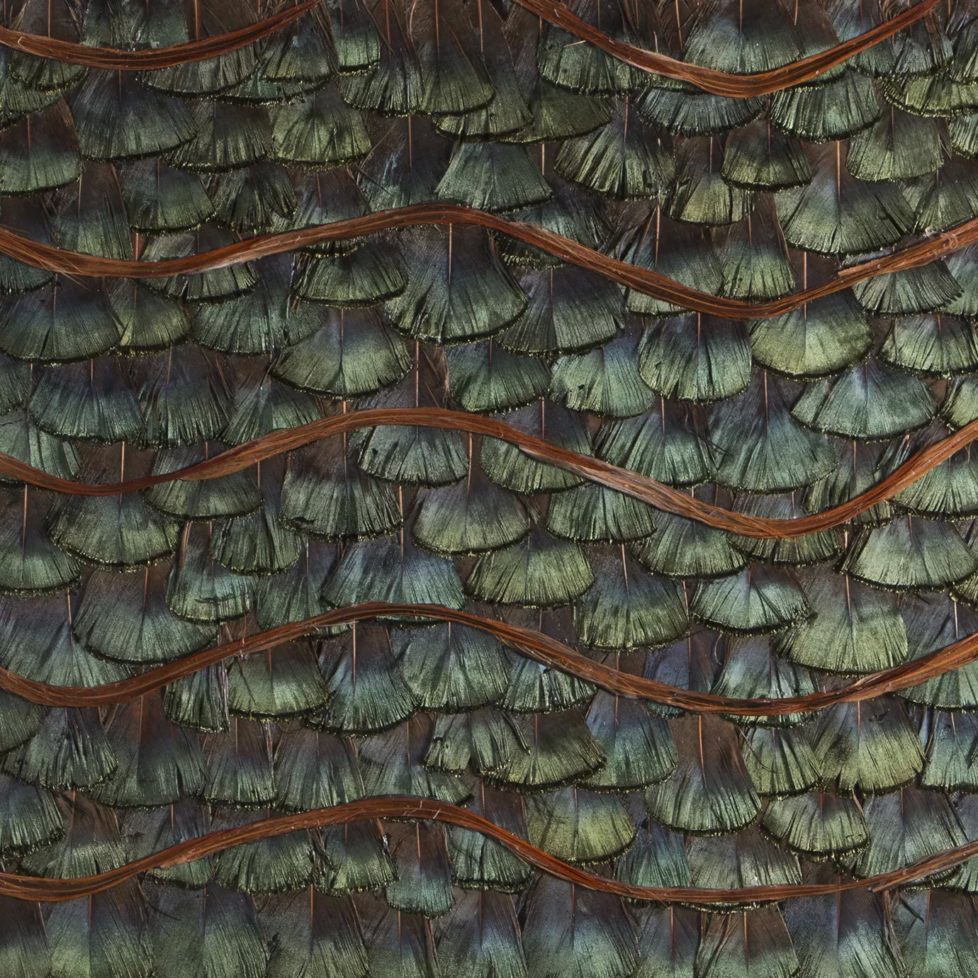 Elegant close-up of the iridescent green and blue-toned organic peacock feathers detail, overlapping in rows and accented by wavy brown lines.
