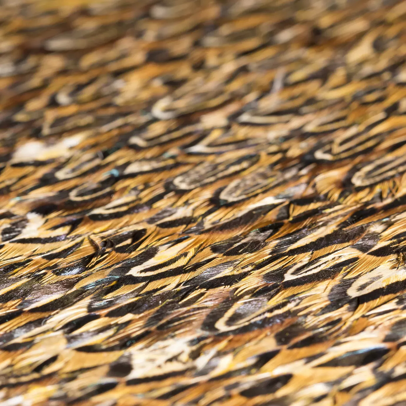 Elegant close-up of the brown and black-toned organic quail feathers detail with hints of blue, arranged in a dense overlapping pattern with a selective focus.