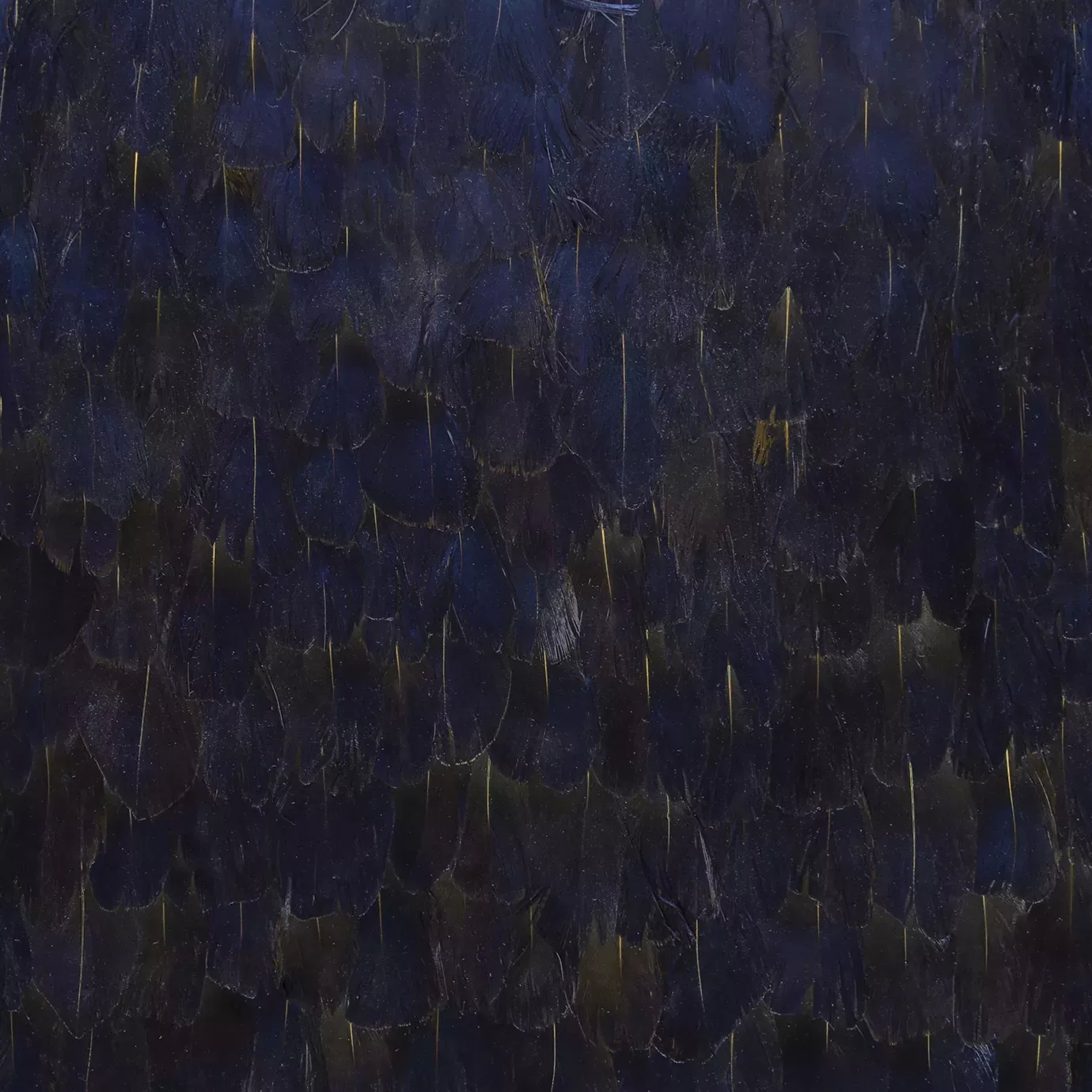 Elegant close-up of the purple and black organic feathers detail with thin golden lines, arranged in a dense and smooth overlapping pattern.