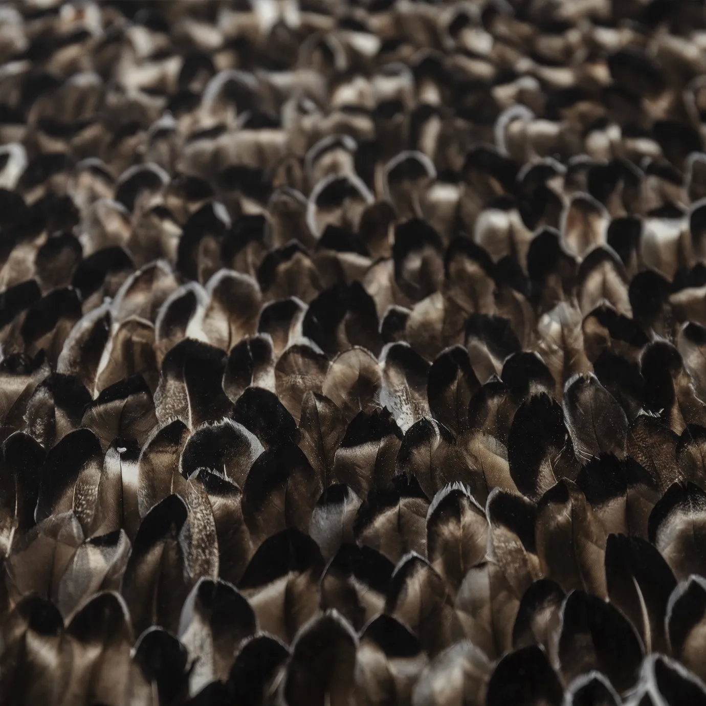 Elegant close-up detail of the rich and intricate texture of the exotic feather pattern in shades of brown and black that adorns the tabletop of the Merveille Dining Table.