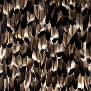 A dense arrangement of black and tan feathers creates a textured, smoky gradient effect across the image.