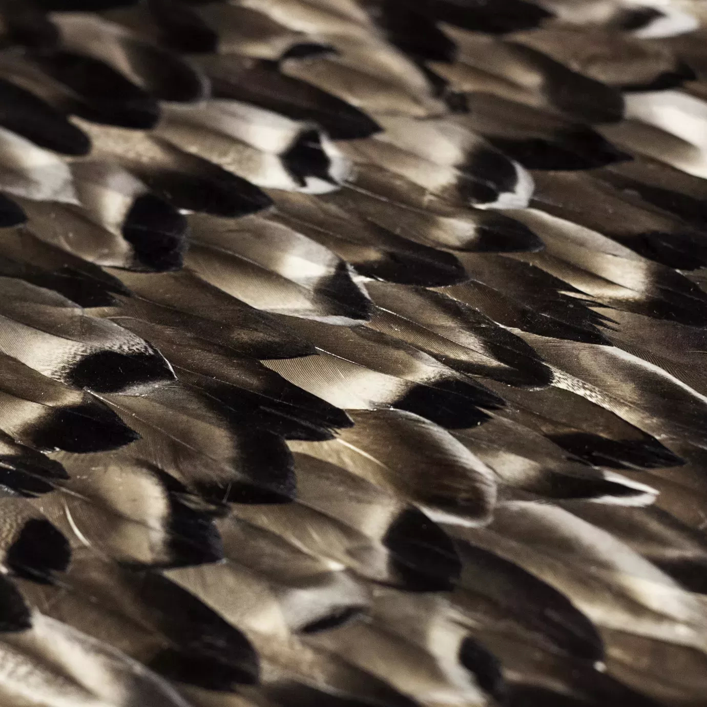 A detailed close-up reveals layers of textured black and light tan feathers, creating a visually soft, patterned surface.