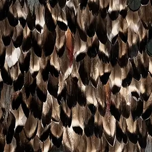 A dense arrangement of brown and black feathers with subtle iridescent sheens, creating a textured and layered surface.