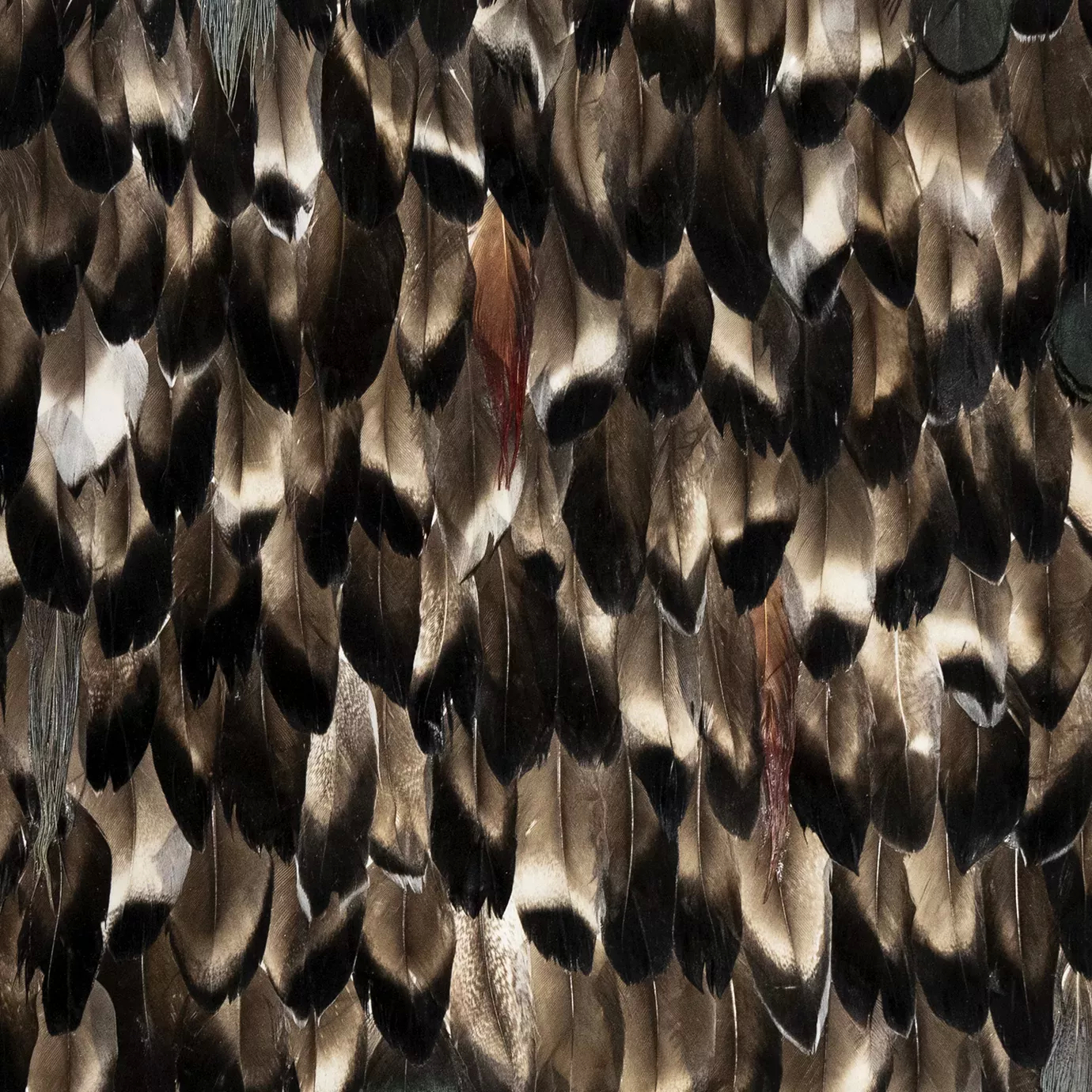 A dense arrangement of brown and black feathers with subtle iridescent sheens, creating a textured and layered surface.