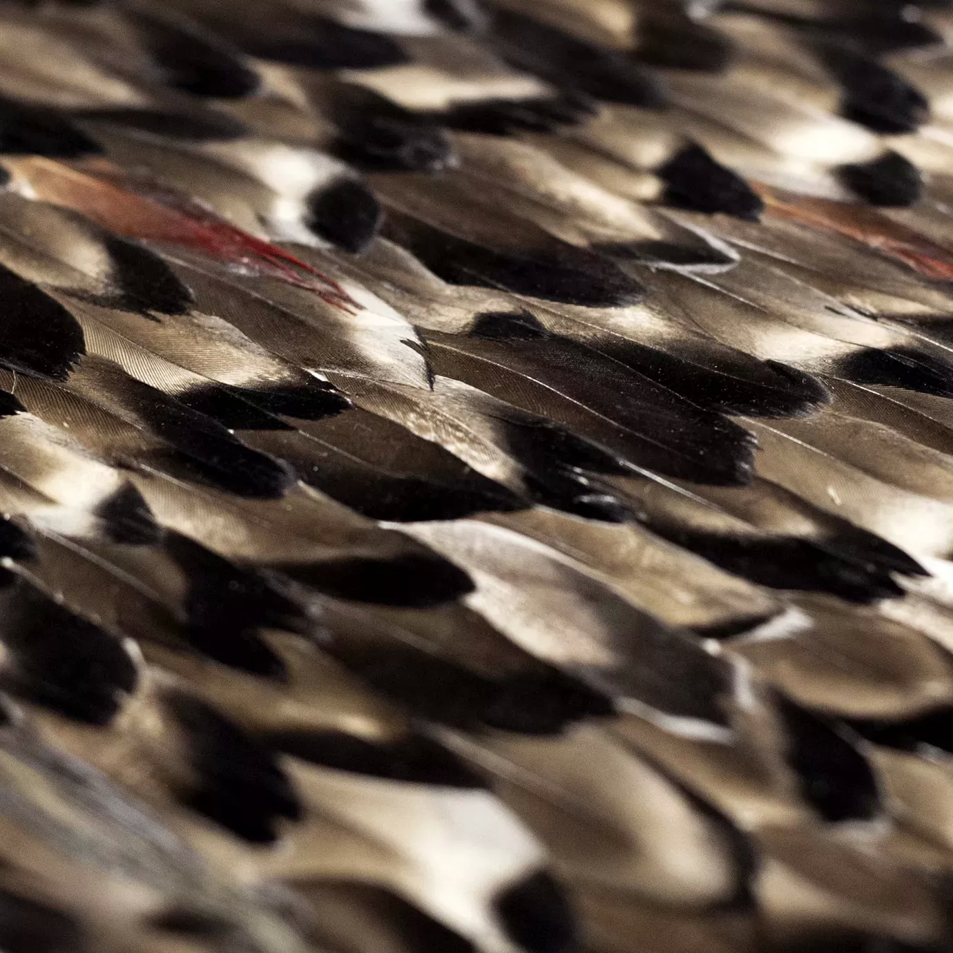 A textured close-up shows layers of brown, black, and hints of red feathers, creating a rich, organic pattern.
