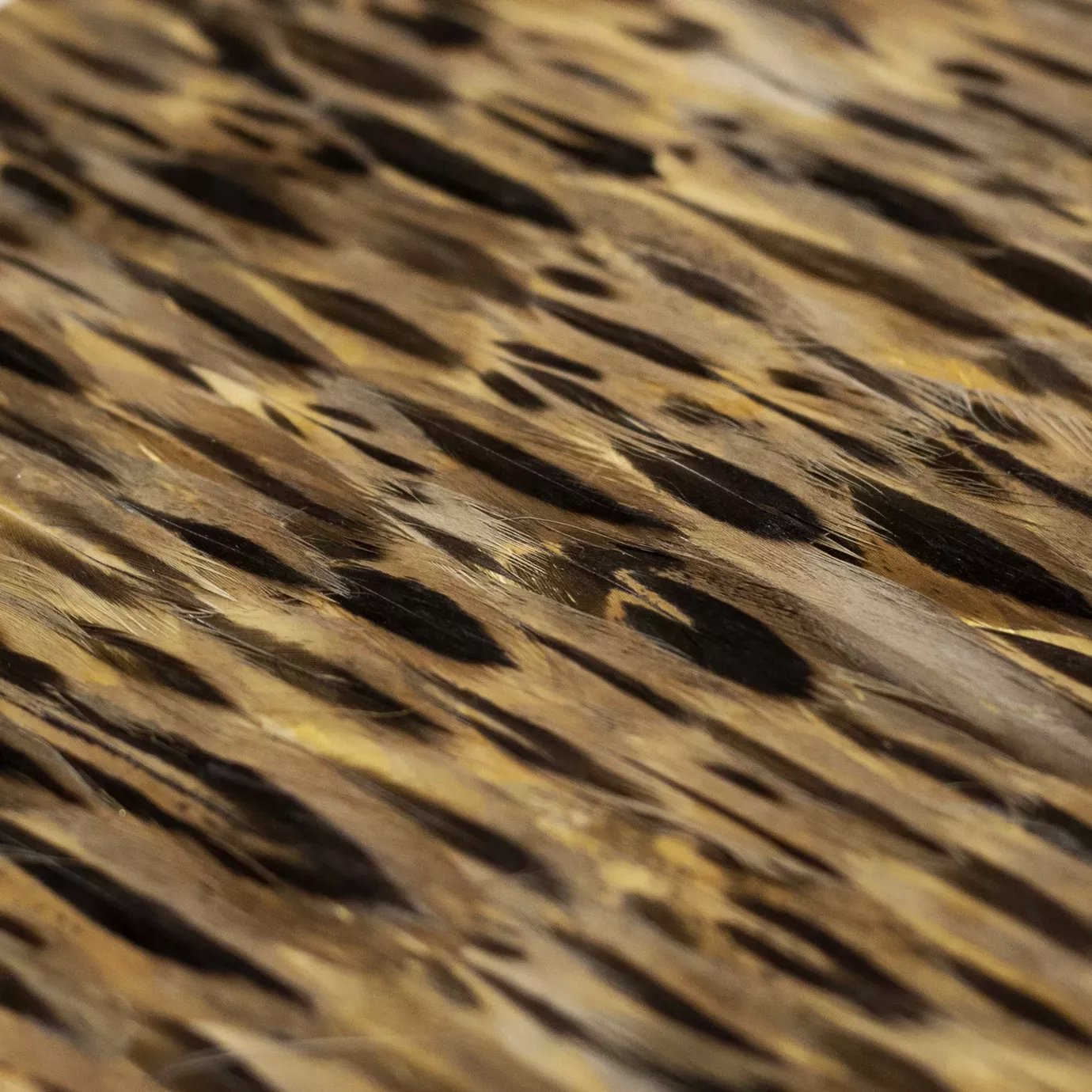 Golden Feathers: Close-up of luxurious feathers with a warm, golden hue and intricate black markings, showcasing their detailed texture and natural beauty.
