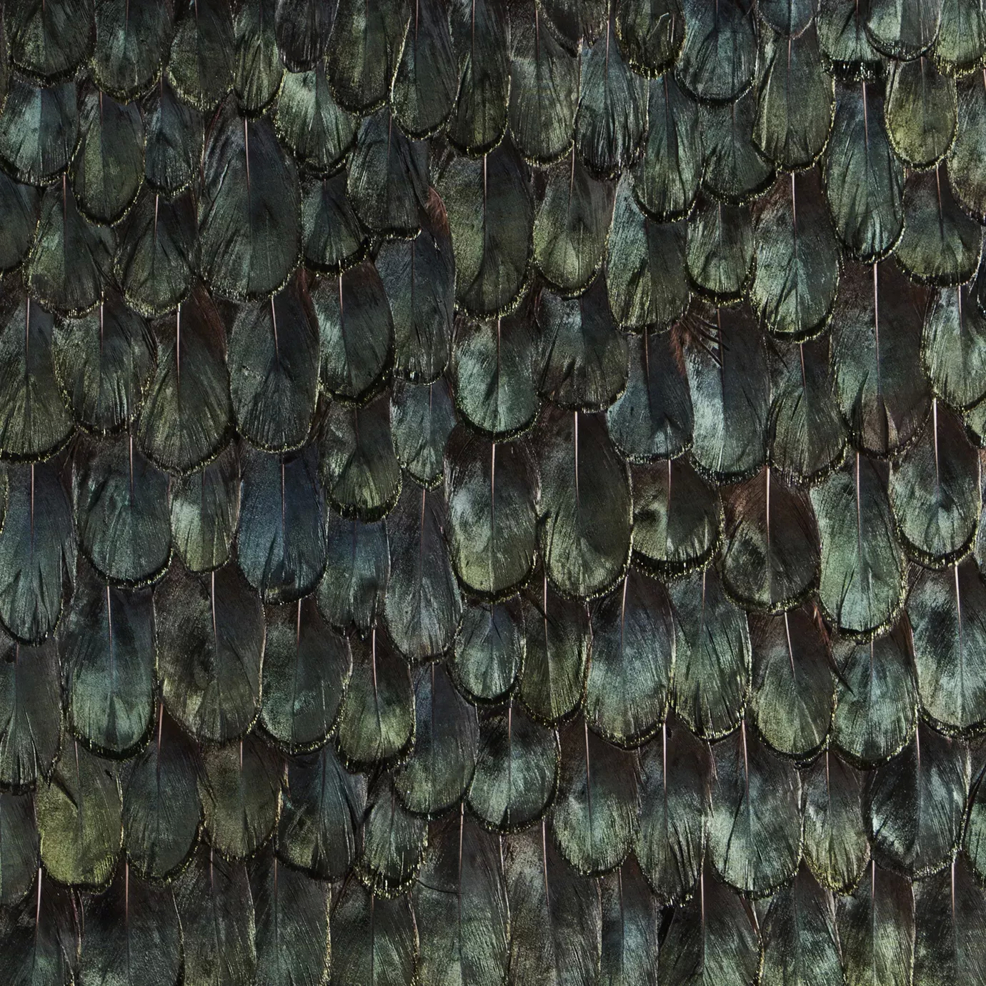 Iridescent Peacock Feathers: Close-up of layered peacock feathers in deep, shimmering shades of green and blue, showcasing their intricate textures and iridescent qualities.