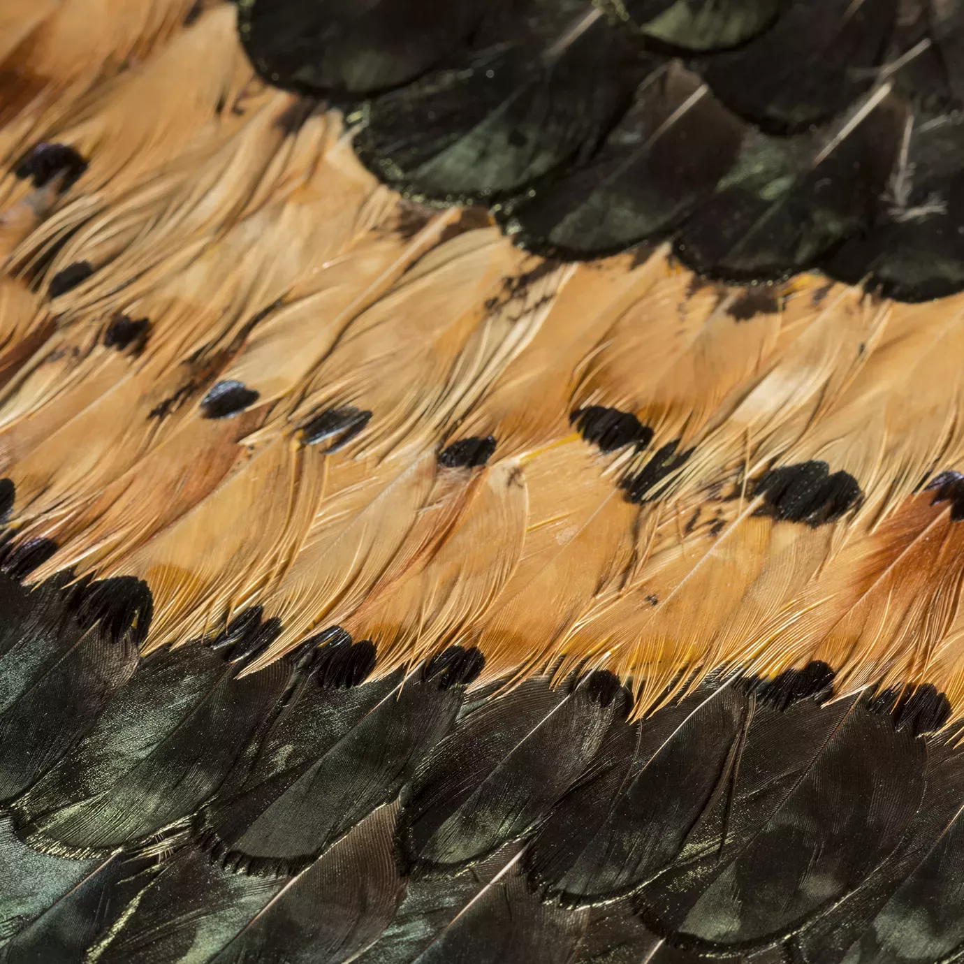 Peacock and Pheasant Caramel Feathers: Close-up of vibrant, layered feathers in warm caramel tones with black accents, showcasing intricate textures and patterns.
