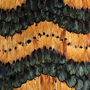 Peacock and Pheasant Caramel Feathers: Layered feathers in warm caramel tones, showcasing intricate patterns and textures with a rich, earthy palette.
