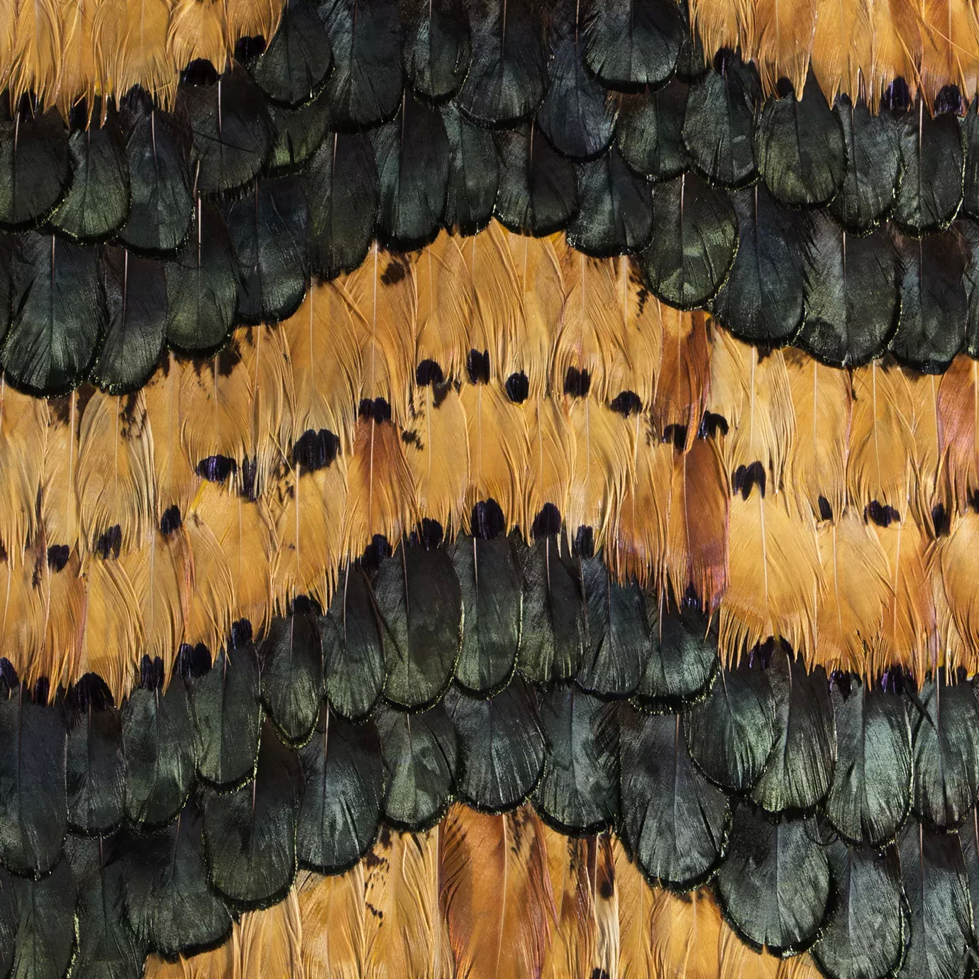 Peacock and Pheasant Caramel Feathers: Layered feathers in warm caramel tones, showcasing intricate patterns and textures with a rich, earthy palette.