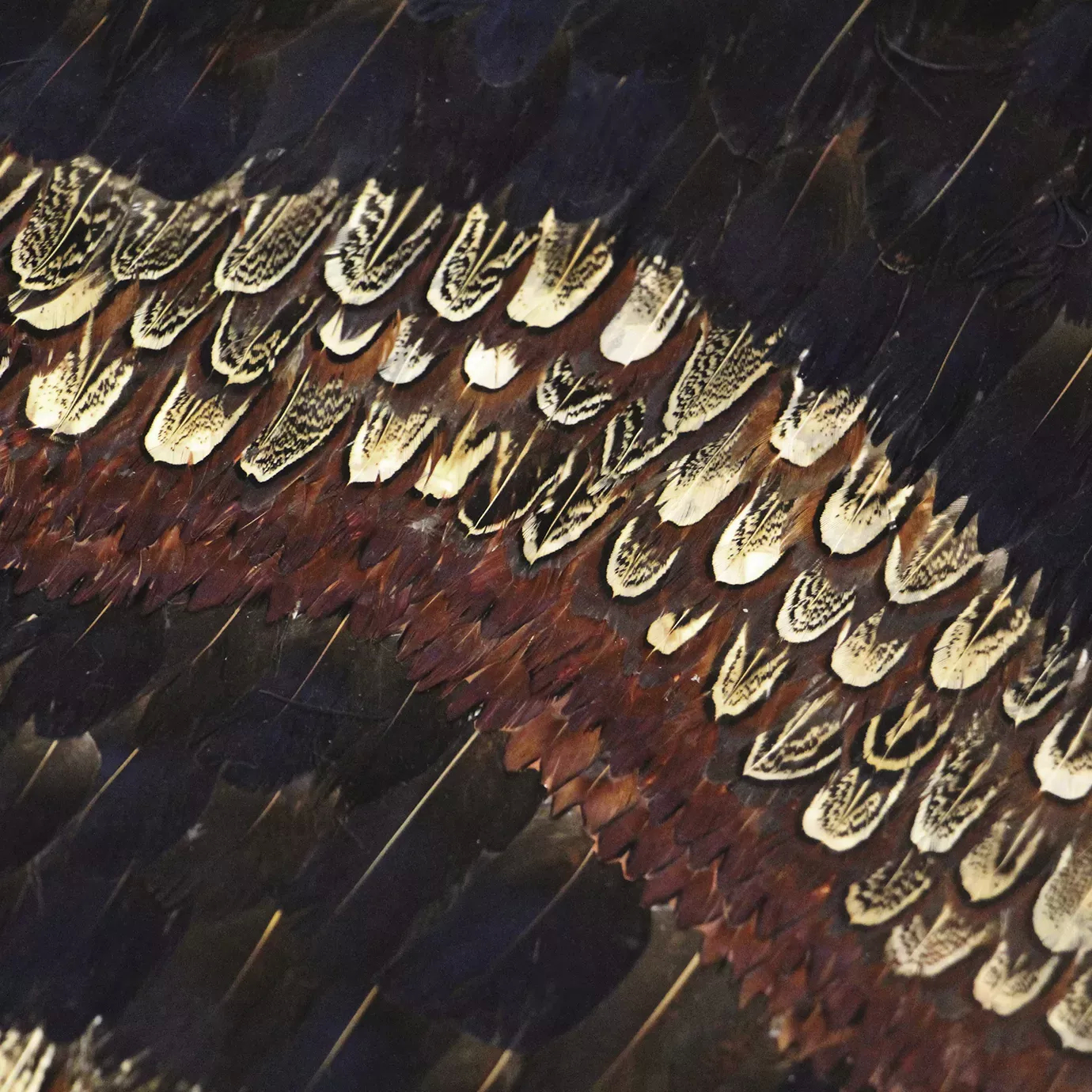 Peacock and Pheasant Purple Feathers: Close-up of layered feathers in vibrant purples, browns, and whites, displaying intricate patterns and textures.