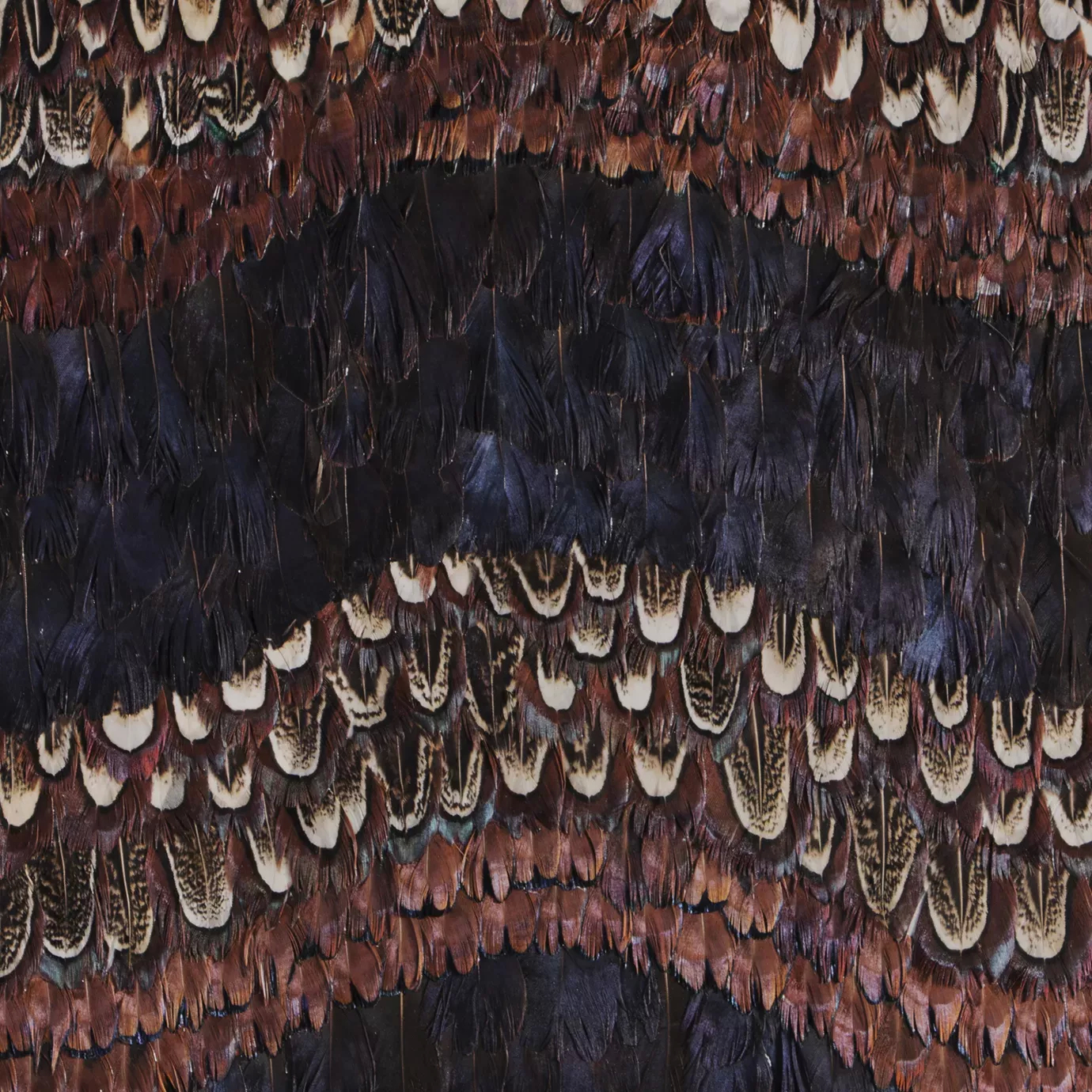 Peacock and Pheasant Purple Feathers: Vibrant, layered feathers in rich purples, browns, and whites, showcasing intricate patterns and textures.