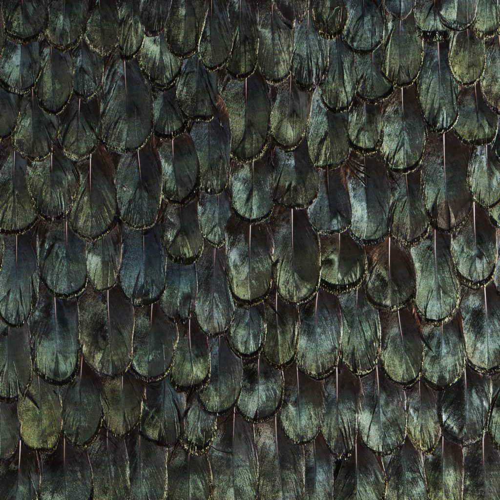 Feather Wallpaper