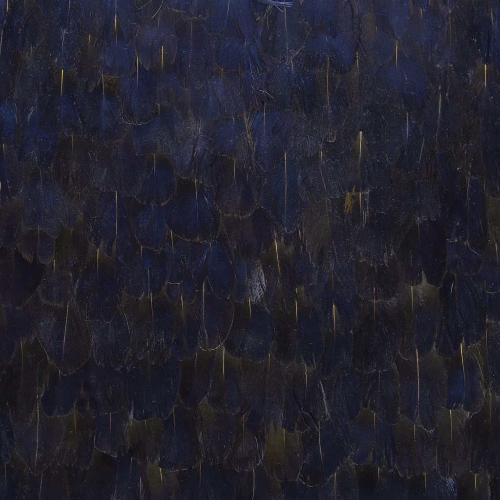 Feather Wallpaper