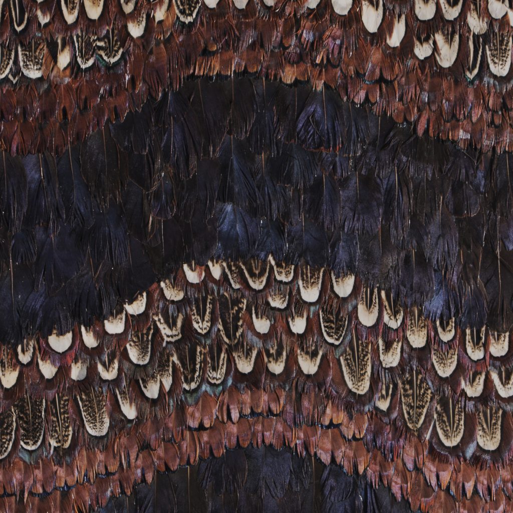 Feather Wallpaper