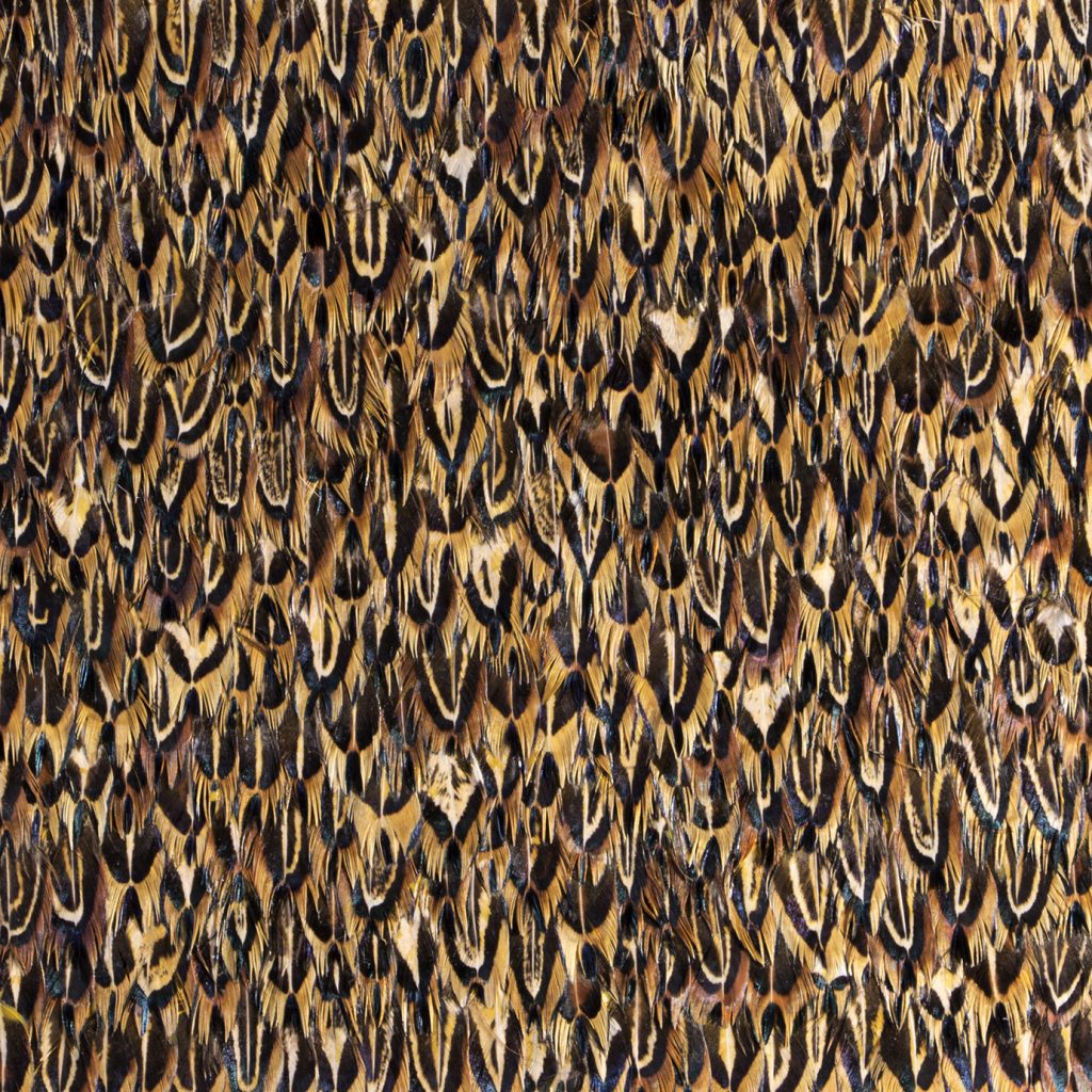 Feather Wallpaper